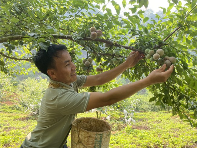 Đào tạo giúp nông dân giỏi nghề nông (07/12/2024)